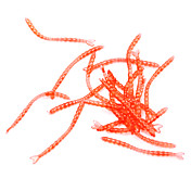 Flavorous Red Worms Soft Bait (20 Stück / verpackt)