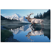 Printed Art Animal Reflections Of Glacier by Gordon Semmens