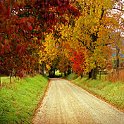 Printed Art Landscape Sparks Lane, TN by J.D. McFarlan
