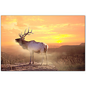 Printed Art Animal Elk Sunrise In The Badlands by Gordon Semmens