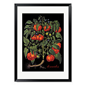 Framed Art Print Floral Tomates by Mindy Sommers