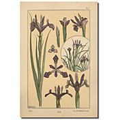 Trykt Canvas Art Plate 01 - Iris av Vintage Apple Collection med utstrakte ramme