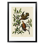 Gerahmter Kunstdruck Zenaida Dove von Vintage Apple-Sammlung