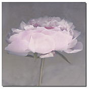 Printed Canvas Art Floral Pink Flower by Erin Clark with Stretched Frame
