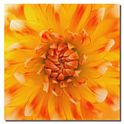 impresa lona de arte floral pétalo por Flowerphotos con marco de estirado