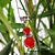  retro vermelho ágata pedra colar