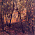 Brown Trees Natur Mural