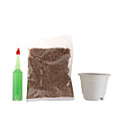 Strawberry Desktop Growing Kit (Complete with Seeds)