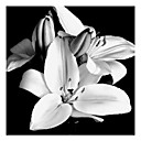 Hand-painted Oil Painting Black and White Floral 1210-FL0004